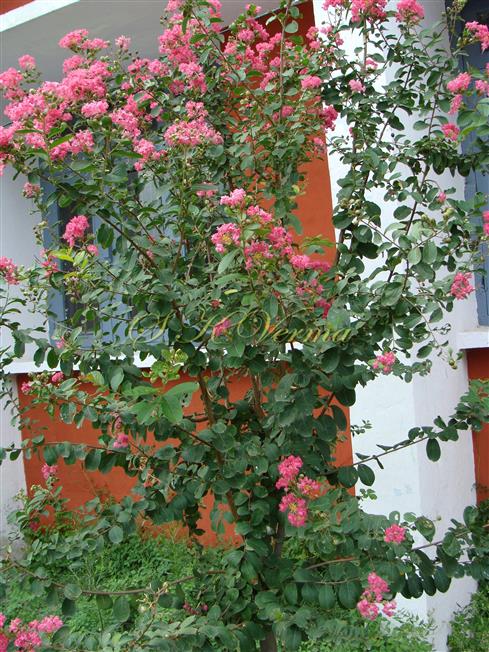  Plant